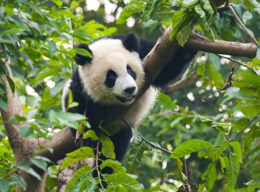 Şirin dev panda ağaca tırmanıyor.