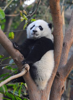 Şirin dev panda ağaca tırmanıyor.