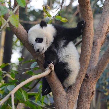 Şirin dev panda ağaca tırmanıyor.