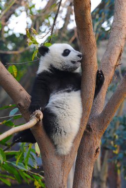 Şirin dev panda ağaca tırmanıyor.