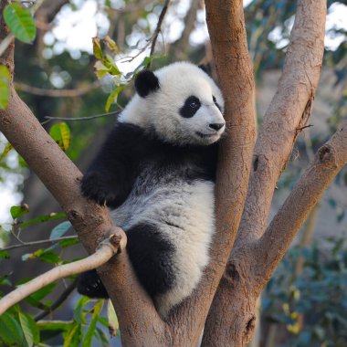 Şirin dev panda ağaca tırmanıyor.