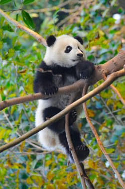 Şirin dev panda ağaca tırmanıyor.