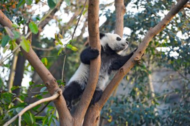 Şirin dev panda ağaca tırmanıyor.