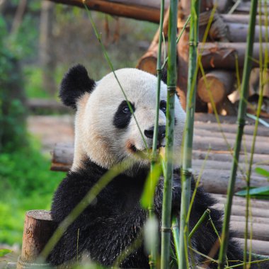 Bambu yiyen sevimli dev panda ayısı
