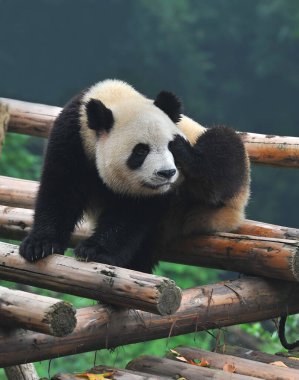 Sevimli dev panda 