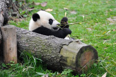 Bambu yiyen sevimli dev panda ayısı