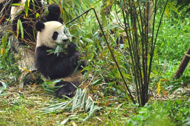 Bambu yiyen sevimli dev panda ayısı