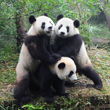 Sevimli dev panda 