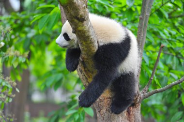 Sevimli dev panda 