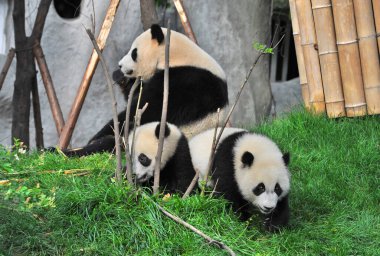 Sevimli dev panda 