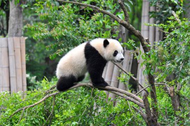 Dev panda ağaca tırmanıyor.