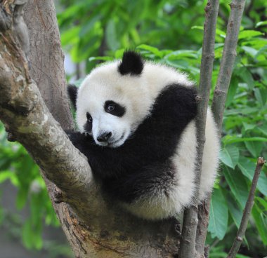 Ağaçtaki sevimli dev panda.