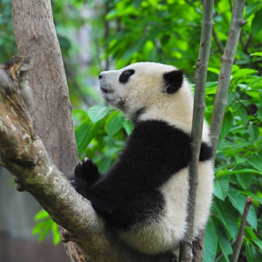 Sevimli dev panda 