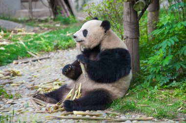 Bambu yiyen sevimli dev panda ayısı