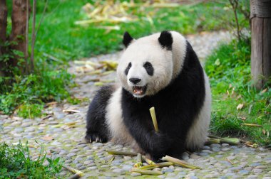 Sevimli dev panda 