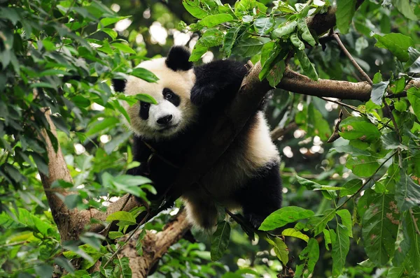 Şirin dev panda ağaca tırmanıyor.