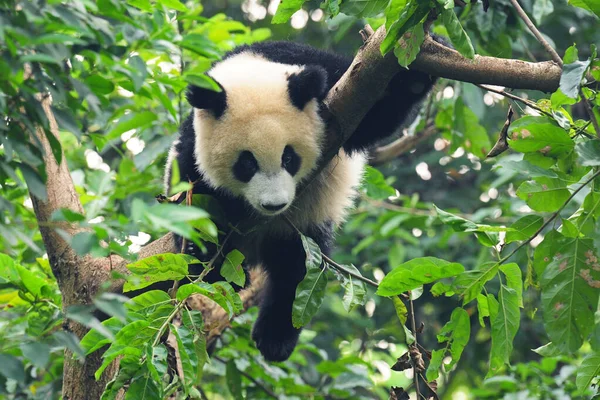 Cute Giant Panda Bear Climbing Tree — Stock Photo, Image