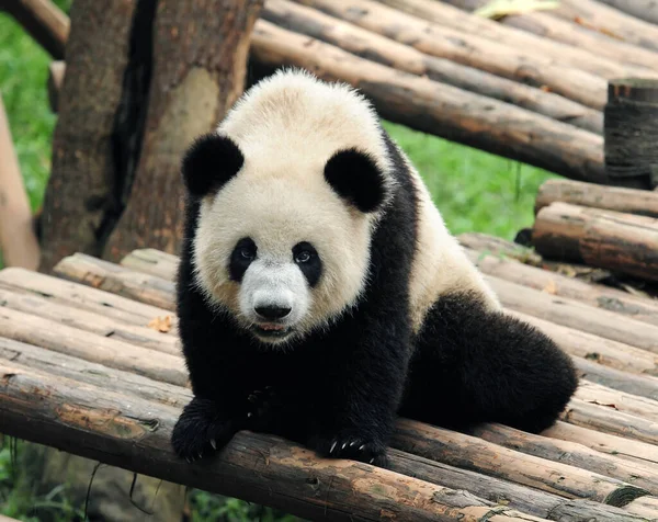 パンダ熊のポーズ — ストック写真