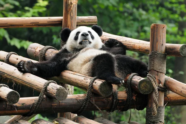 Riesenpandabär Entspannt Sich — Stockfoto