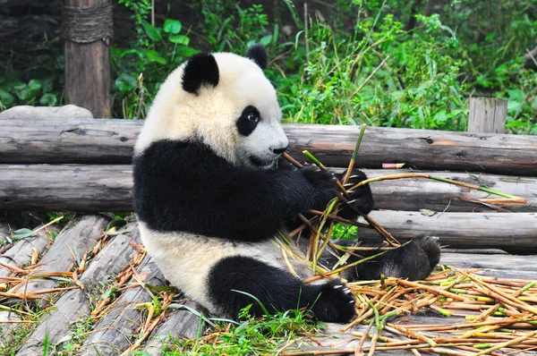 可爱大熊猫吃竹子 — 图库照片