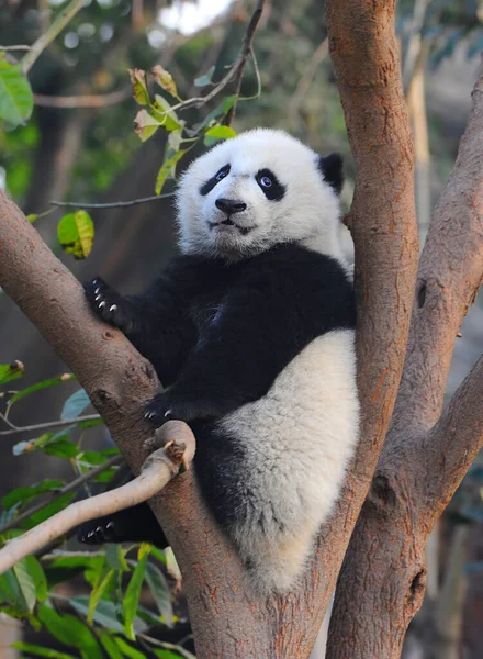 Şirin dev panda ağaca tırmanıyor.