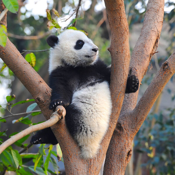 Cute giant panda bear climbing in tree