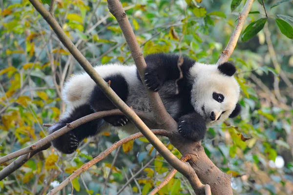 Cute Giant Panda Bear Climbing Tree — Stock Photo, Image