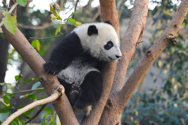 Cute Giant Panda Bear Climbing Tree — Stock Photo, Image