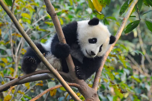 Mignon Ours Panda Géant Grimpant Dans Arbre — Photo