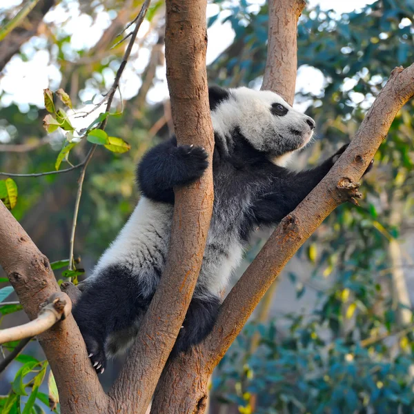 可爱的大熊猫小熊在树上 — 图库照片