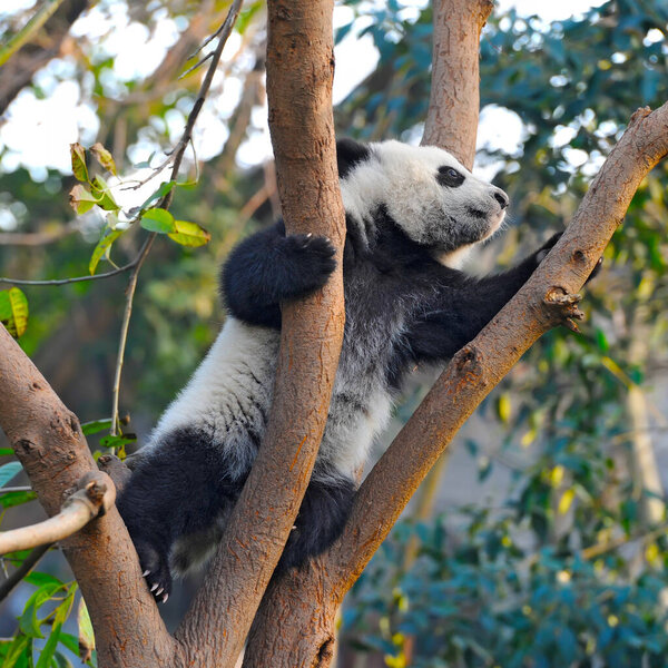 Cute young giant panda bear in tree