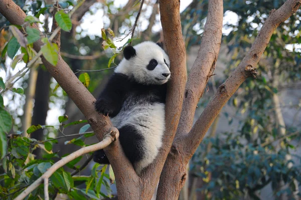 Cute Giant Panda Bear Climbing Tree — Stock Photo, Image