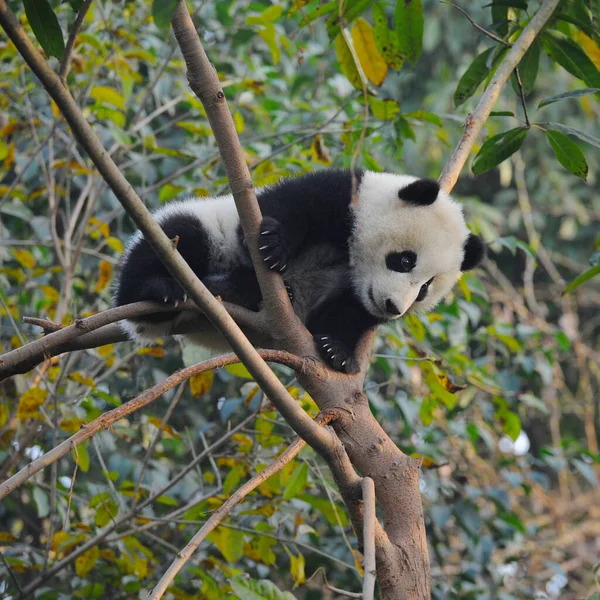 可爱的大熊猫熊爬到树上 — 图库照片