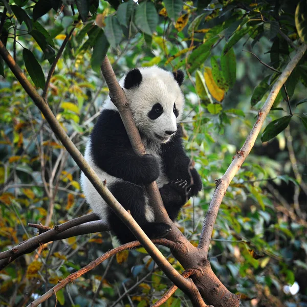 可爱的大熊猫熊爬到树上 — 图库照片