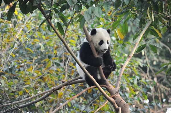 Cute Giant Panda Bear Climbing Tree — Stock Photo, Image