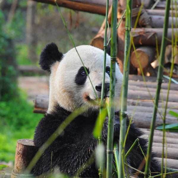 可爱大熊猫吃竹子 — 图库照片