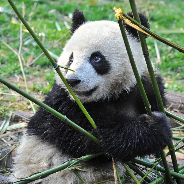 Милый Гигантский Панда Медведь Ест Бамбук — стоковое фото