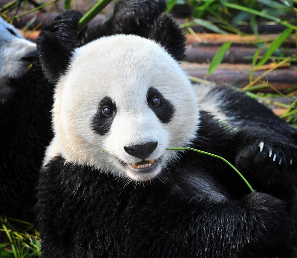 可爱大熊猫吃竹子 — 图库照片