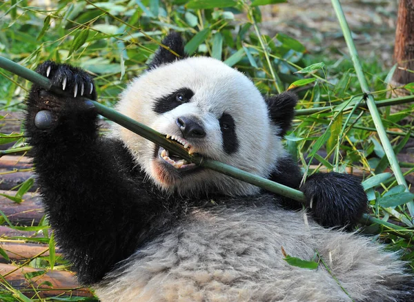 Schattig Reuzenpanda Beer Eet Bamboe — Stockfoto