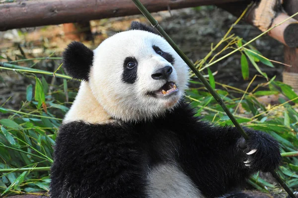 Cute Giant Panda Bear Eating Bamboo — Stock Photo, Image