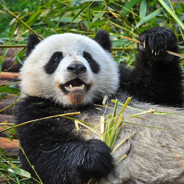 Aranyos Óriás Panda Medve Eszik Bambusz — Stock Fotó