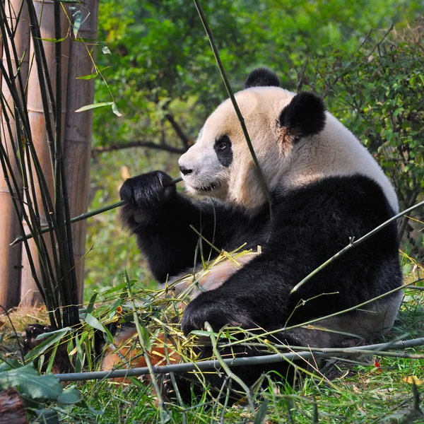 可爱大熊猫吃竹子 — 图库照片