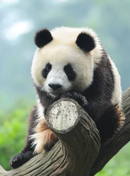 Cute Giant Panda Bear — Stock Photo, Image