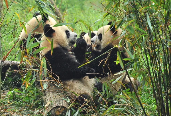 Lindo Oso Panda Gigante Comiendo Bambú —  Fotos de Stock