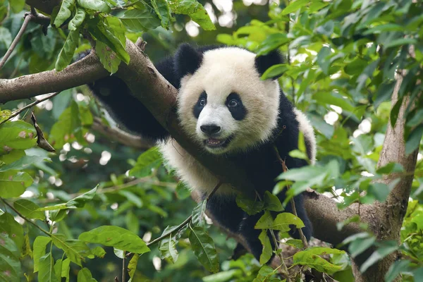 Niedlicher Riesenpandabär — Stockfoto