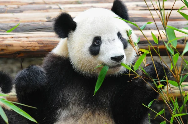 可爱大熊猫吃竹子 — 图库照片