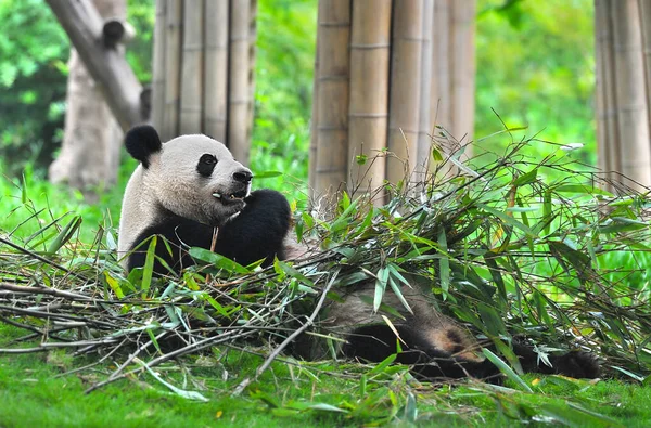 Niedlicher Riesenpandabär Frisst Bambus — Stockfoto