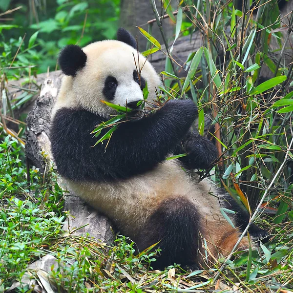 Niedlicher Riesenpandabär Frisst Bambus — Stockfoto