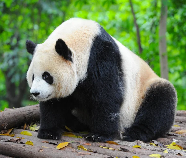 Sevimli dev panda 