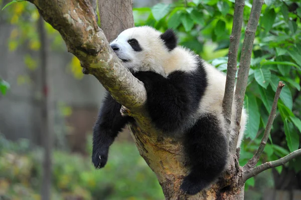 Tatlı dev panda uyuyor.